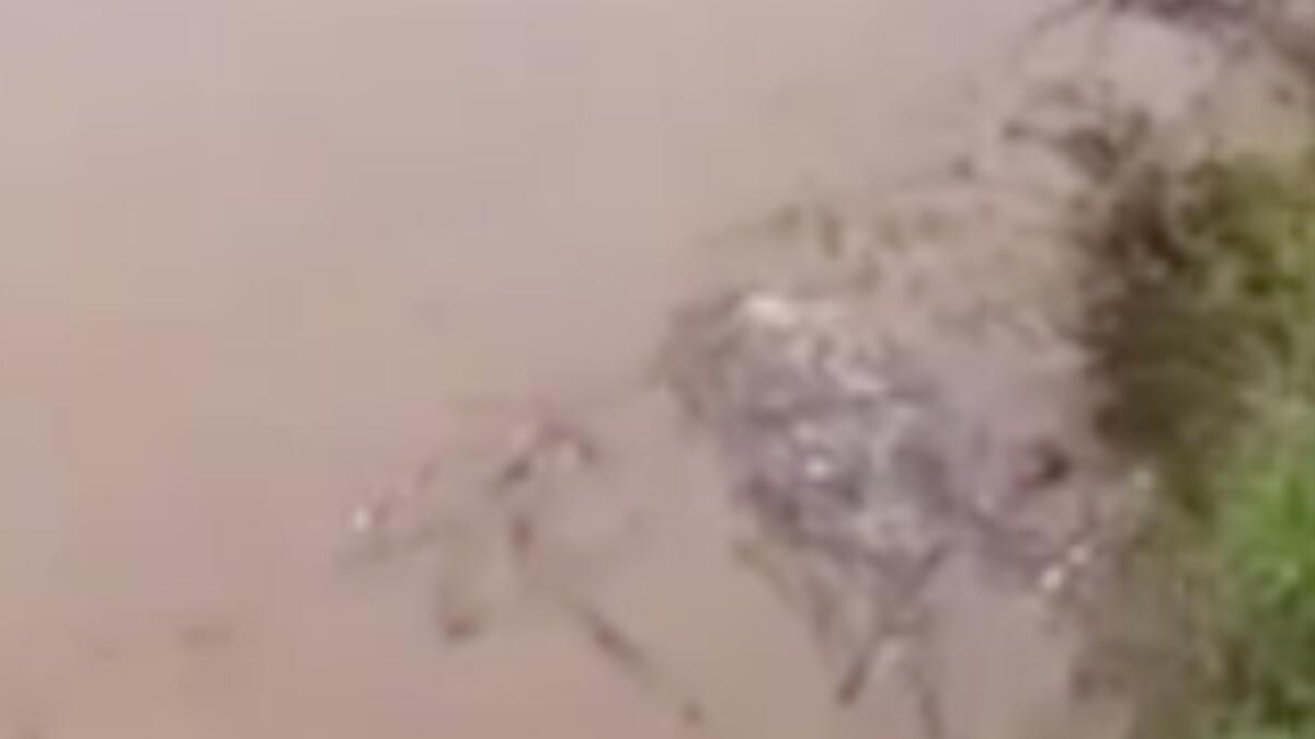 Trabzon'da dereye düşen karacayı muhtar kurtardı