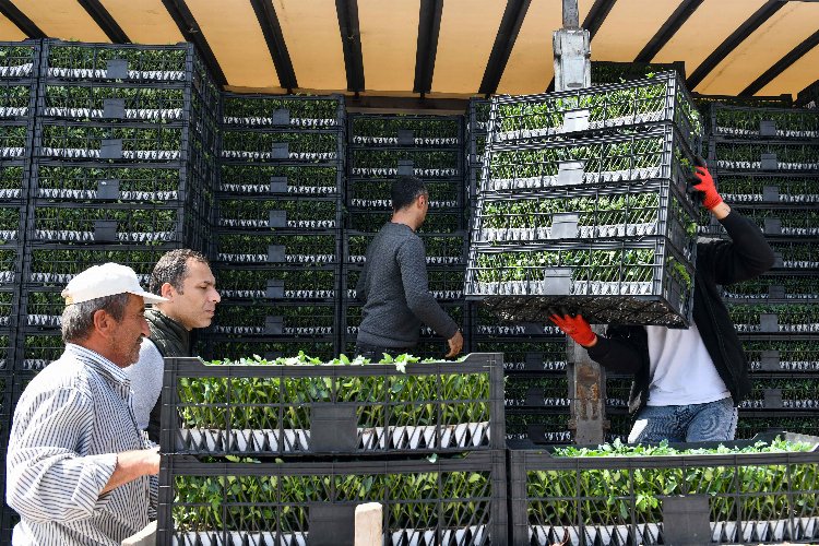 Başkentli çiftçilere sebze fidesi desteği