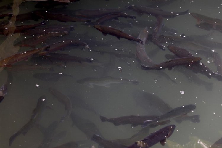 Denizli'de alabalık üreticisine 10 bin 300 litre dezenfeksiyon