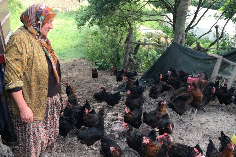Kocaeli&#039;de yüzde 50 hibeli yumurta tavuğu
