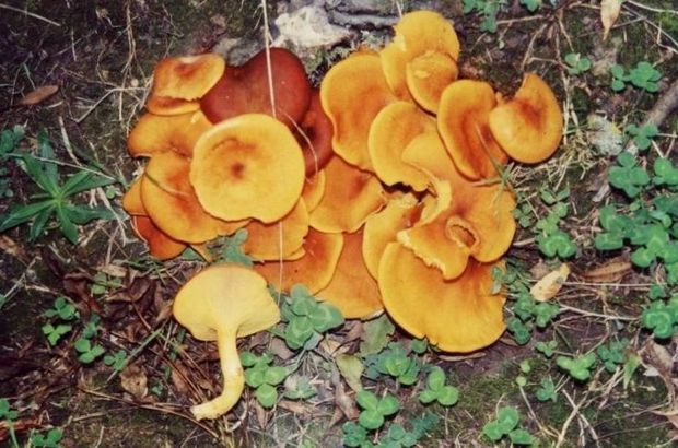 Mantar zehirlenmelerinin yüzde 95'inden sorumlu: Köygöçüren