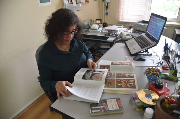 Mantar zehirlenmelerinin yüzde 95'inden sorumlu: Köygöçüren