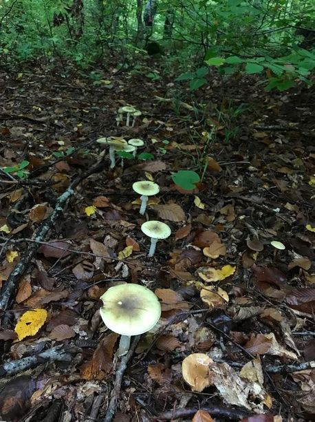 Mantar zehirlenmelerinin yüzde 95'inden sorumlu: Köygöçüren