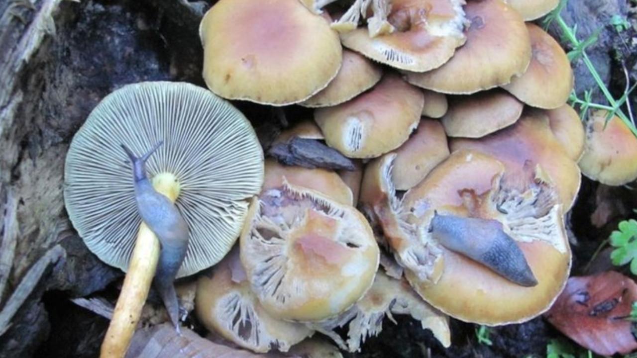 Mantar zehirlenmelerinin yüzde 95&#039;inden sorumlu: Köygöçüren