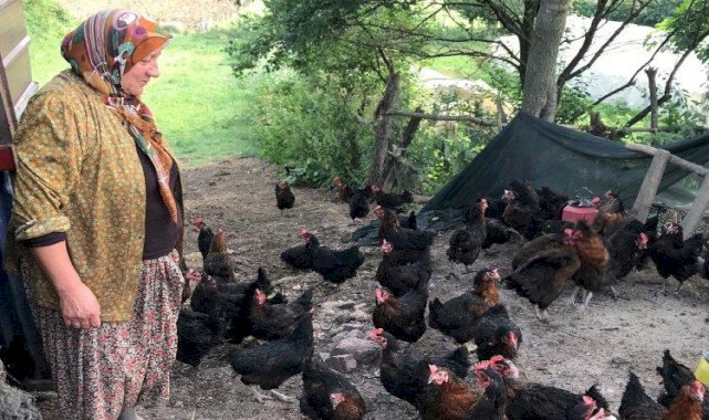 Kocaeli'de yüzde 50 hibeli yumurta tavuğu