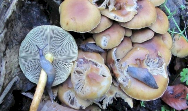 Mantar zehirlenmelerinin yüzde 95'inden sorumlu: Köygöçüren