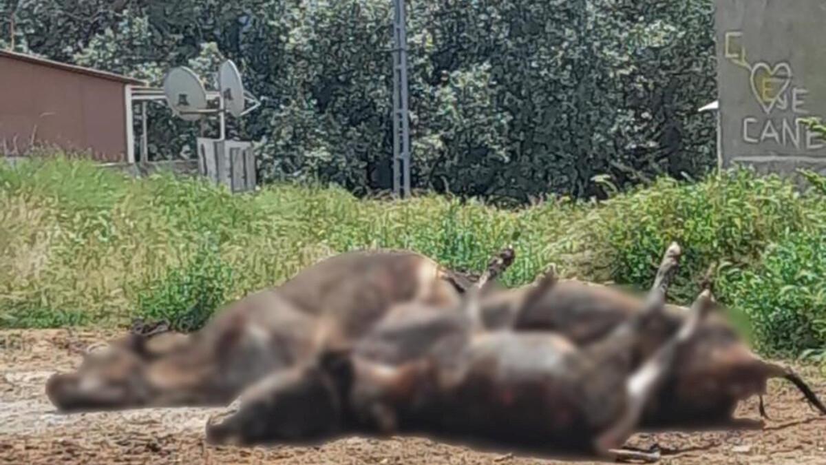 Erzincan'da geçim kaynağı olan inekleri telef oldu