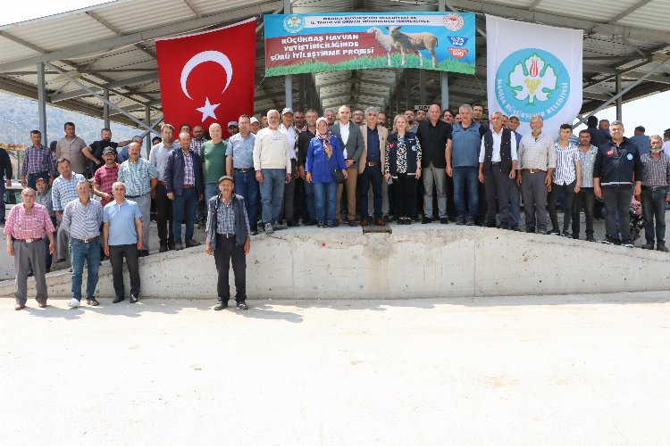 Manisa'da sürüleri iyileştirecek proje... Koçlar Büyükşehir'den