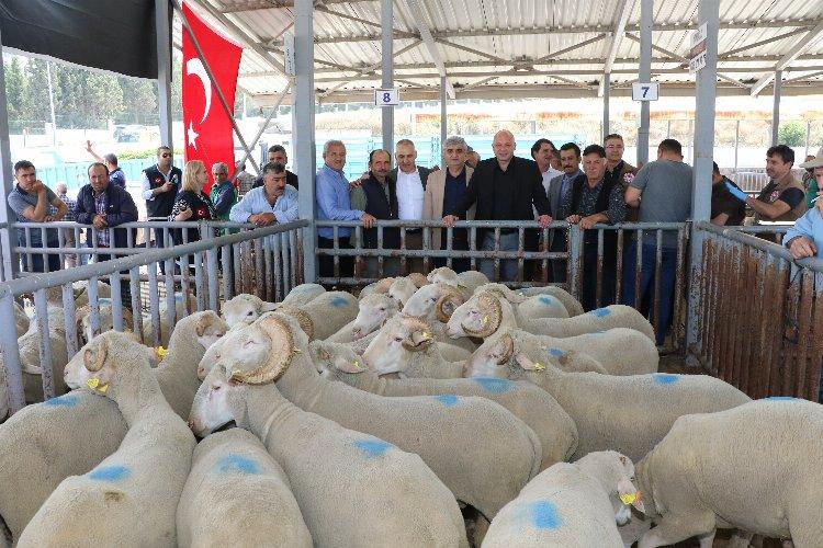 Manisa&#039;da sürüleri iyileştirecek proje... Koçlar Büyükşehir&#039;den