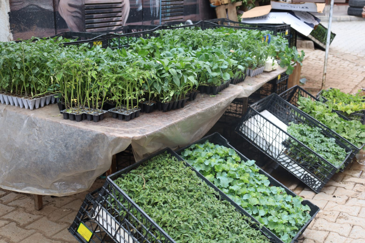 Sebze fiyatları yükseldi, Vanlılar fide ekmeye başladı