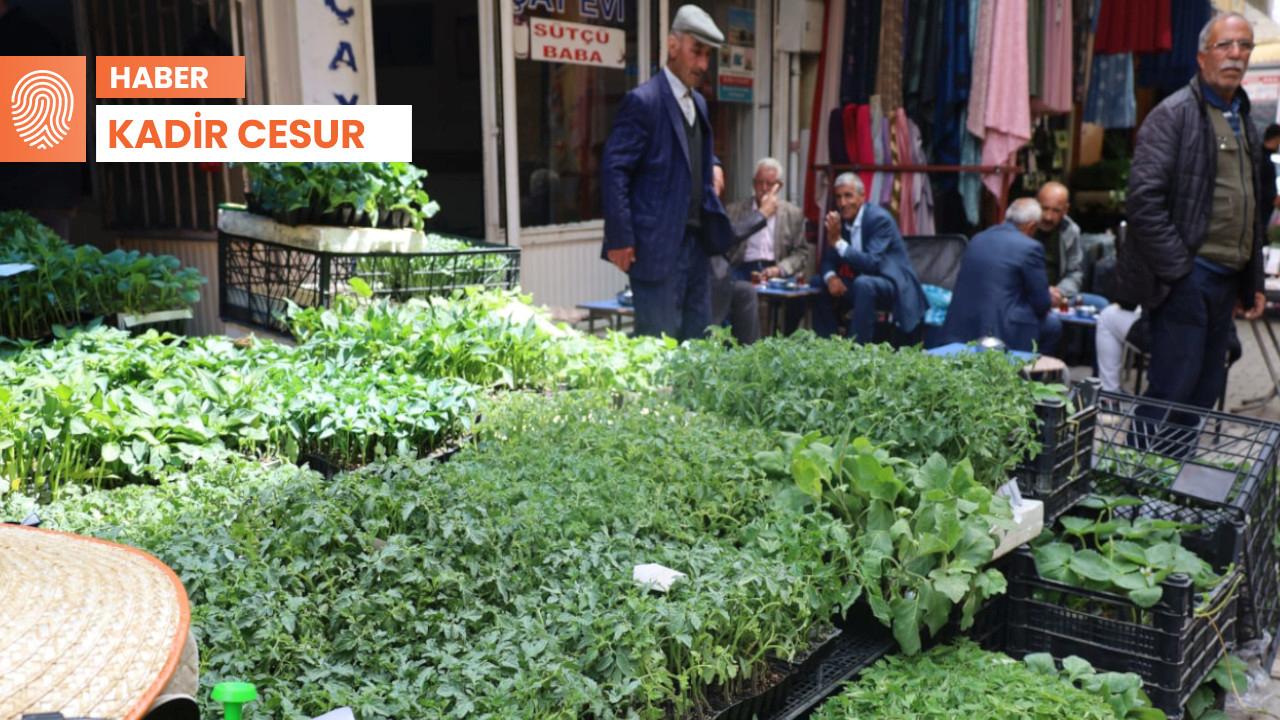 Sebze fiyatları yükseldi, Vanlılar fide ekmeye başladı