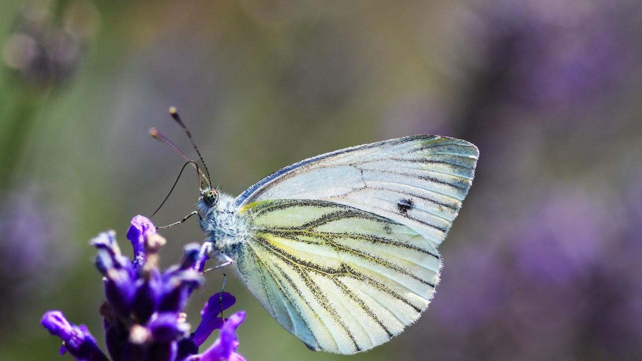 Soyu tükenen kelebek 100 yıl sonra yeniden ortaya çıktı
