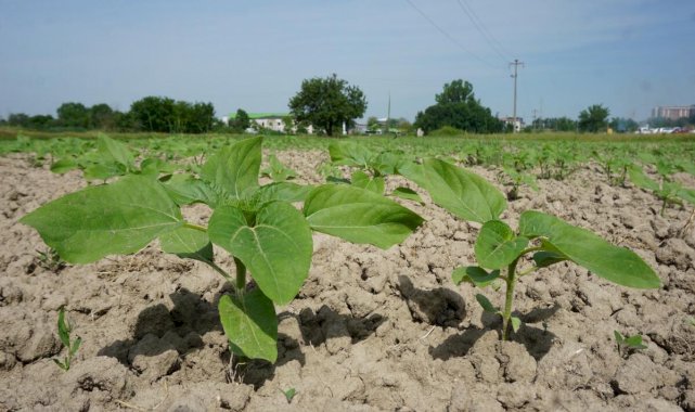 Edirne'de yağışlar gelişme dönemindeki ayçiçeğine ilaç oldu