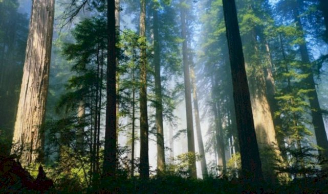 Tuhaf ölümlere dair çarpıcı örnekler: "Ölümün de hayırlısı" dedikleri