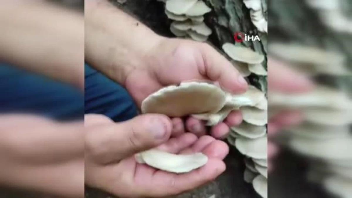 Amanoslar&#039;da bereket: Ağaçları mantarlar kapladı