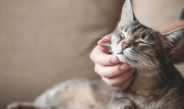 Evcil Hayvan Sigortası&#039;nda Şampiyon Kediler