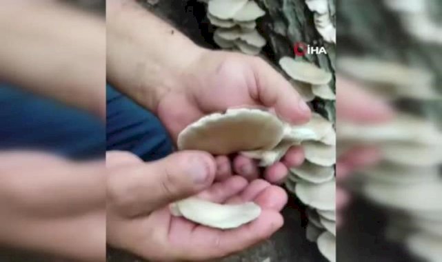 Amanoslar'da bereket: Ağaçları mantarlar kapladı