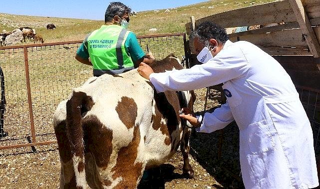 Antalya Büyükşehir'den hayvancılık için yeni proje