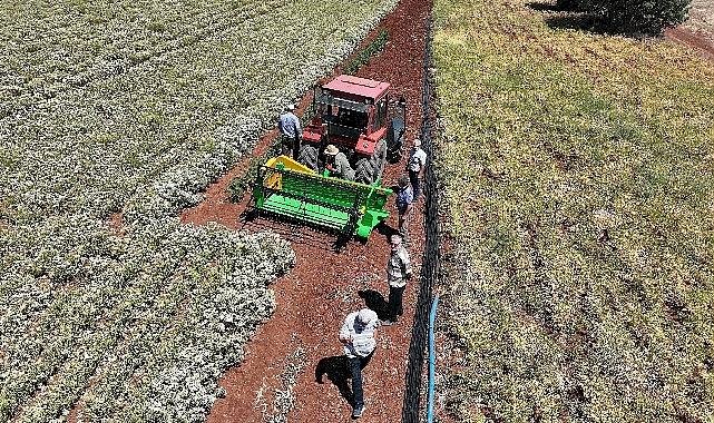Başkan Altay: "Susuz Tarım Yöntemiyle Ekimini Desteklediğimiz Kekiklerin Hasadı Yapıldı"