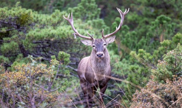 Doğanyurt Köyü’nde Yapılacak Kalker Ocağı Projesi Durduruldu