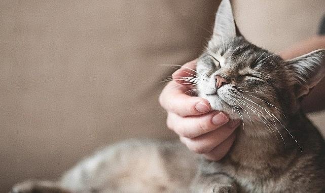 Evcil Hayvan Sigortası'nda Şampiyon Kediler