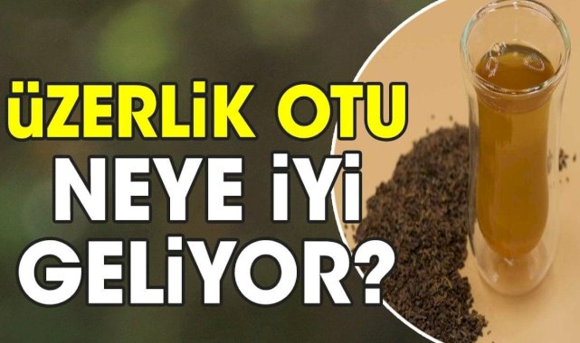 Üzerlik otu neye iyi geliyor?