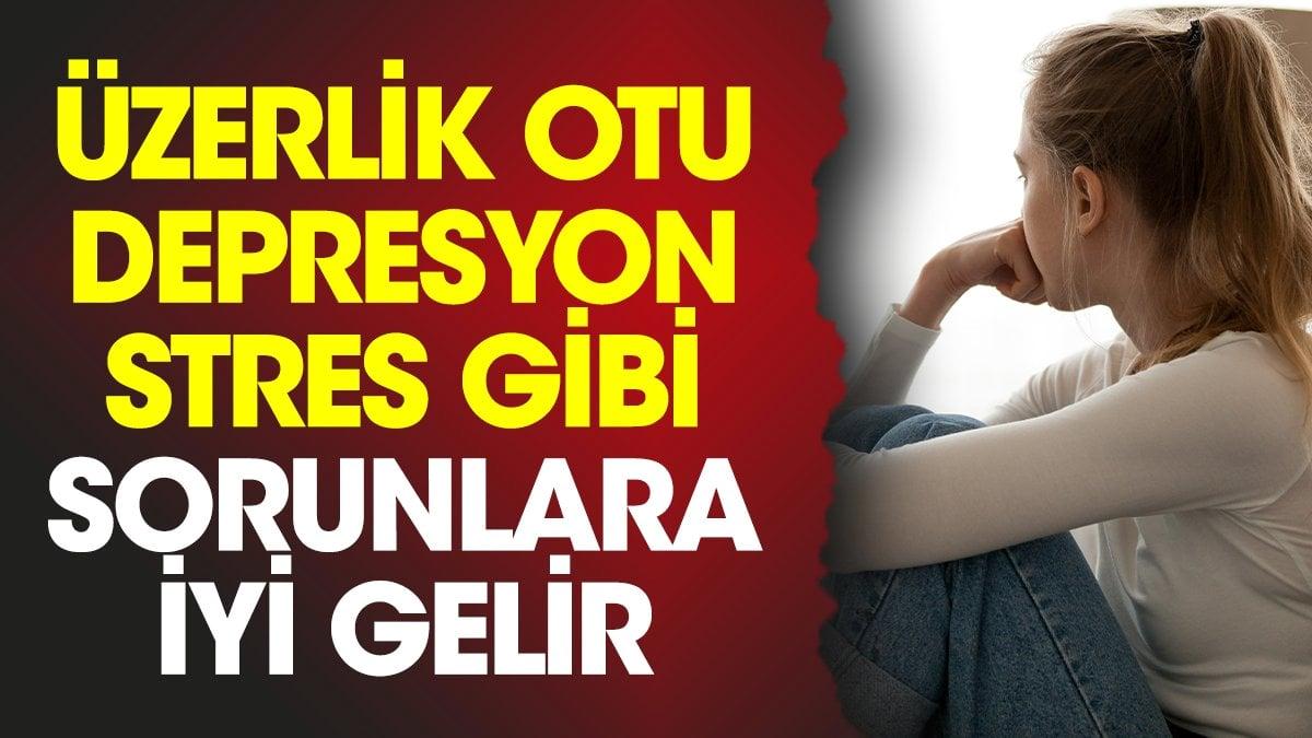 Üzerlik otu depresyon stres gibi sorunlara iyi gelir