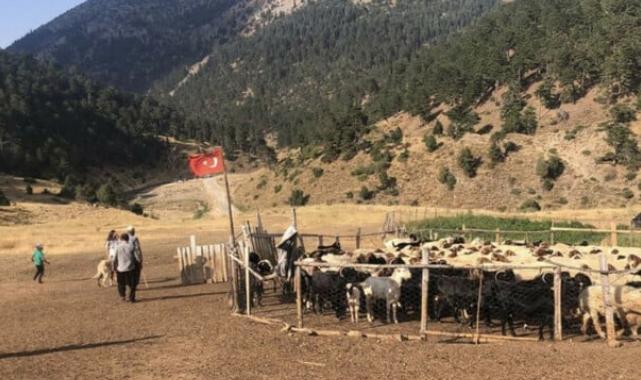 Adana'da 20 bin liraya çoban bulunmuyor: Bu dağların son temsilcisiyiz