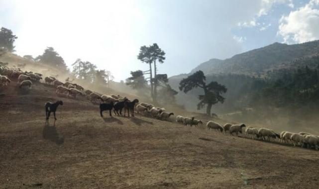 Adana'da 20 bin liraya çoban bulunmuyor: Bu dağların son temsilcisiyiz