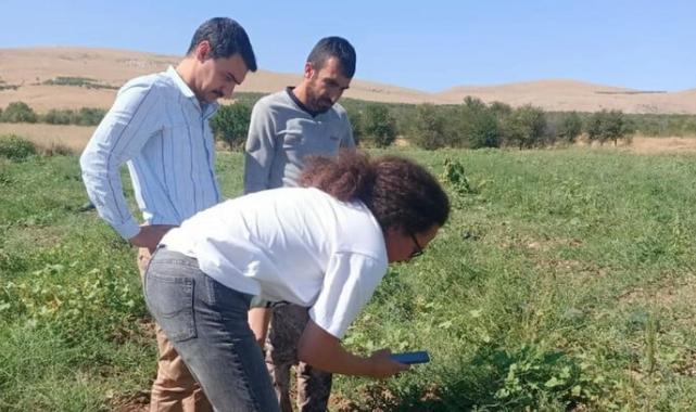 Afyonkarahisar'ın ihracatlık karpuz hasadı başladı