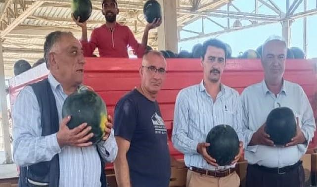 Afyonkarahisar&#039;ın ihracatlık karpuz hasadı başladı