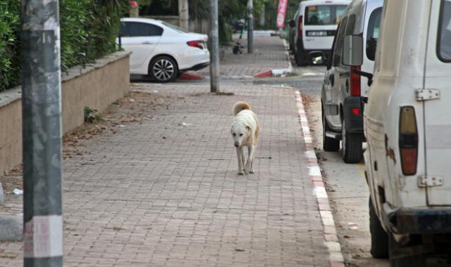Antalya'da dershaneye giden çocuğa 5 köpek saldırdı: Zıplayıp kolumu ısırdı