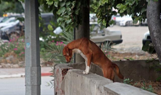 Antalya'da dershaneye giden çocuğa 5 köpek saldırdı: Zıplayıp kolumu ısırdı