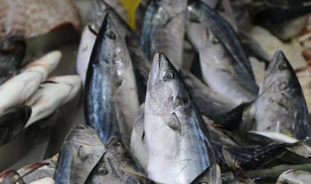 Balıkseverlere kötü haber! Sıcaklık nedeniyle palamut gecikti