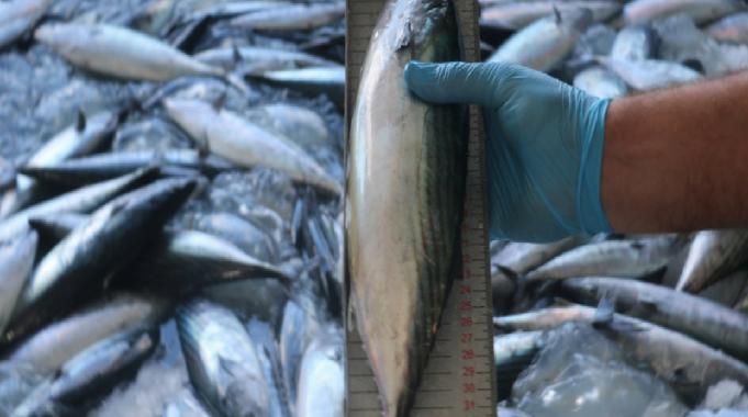 Balıkseverlere kötü haber! Sıcaklık nedeniyle palamut gecikti