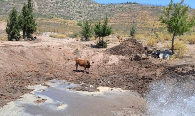 Bordum’da yaban hayvanlarının yaşam alanlarına su takviyesi