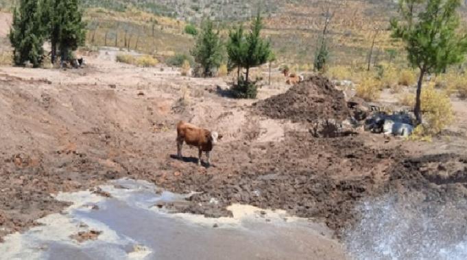 Bordum’da yaban hayvanlarının yaşam alanlarına su takviyesi