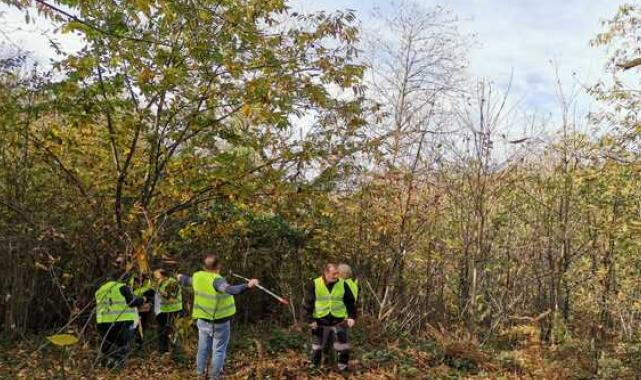 Borusan EnBW Enerji’den Bandırma Karadağ Kestanesi’nin geleceği projesi