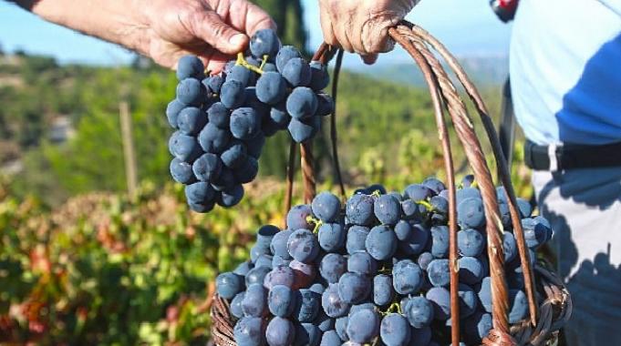 "Bu yılki üzümü Karabağlar Belediyesi'ne borçluyuz"