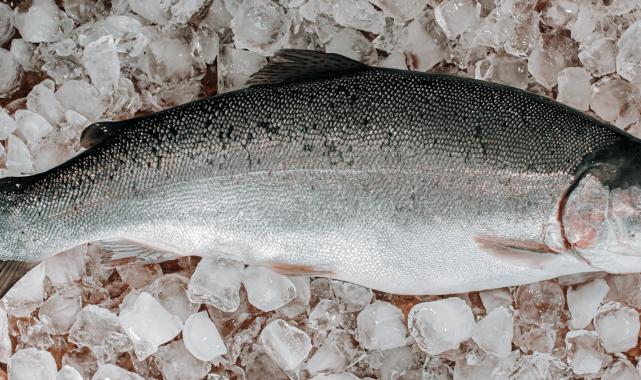 Dondurulmuş Balık Alırken Dikkat!