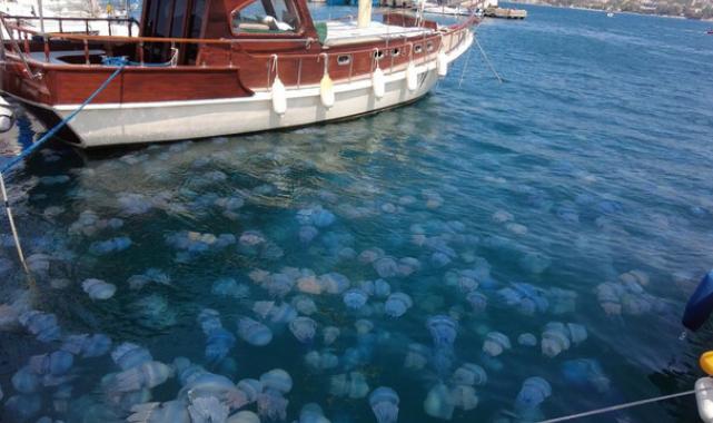 Foça sahillerini denizanası kapladı