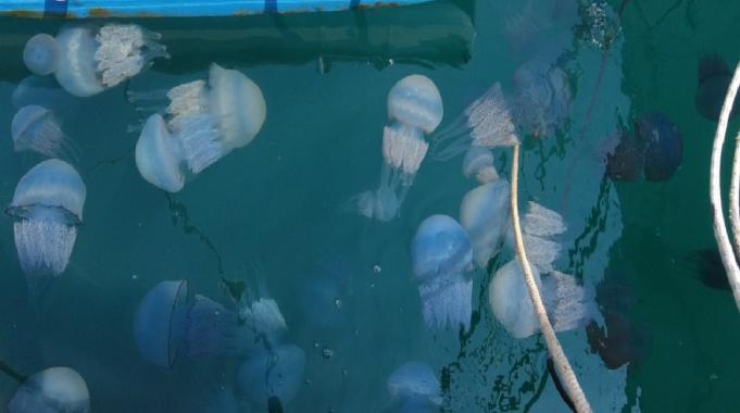 Foça sahillerini denizanası kapladı