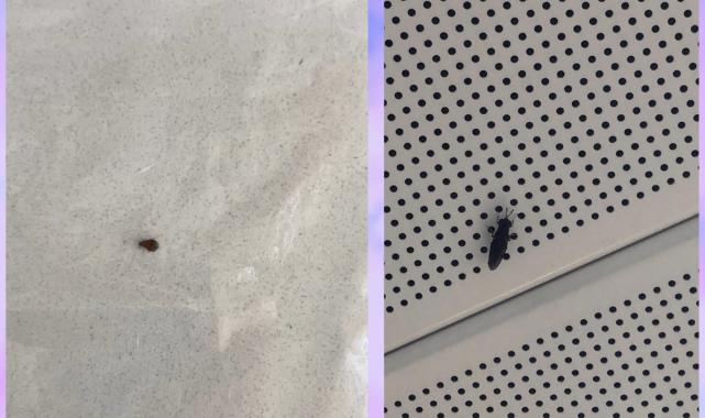 Hastanede Tahtakurusu Alarmı ! (Özel Haber)