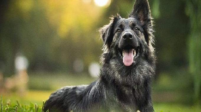 Hepsiburada'dan can dostlarımıza destek