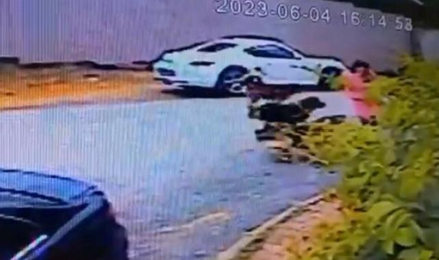 İstanbul'da başıboş sokak köpeği saldırısı: Kadınlar canlarını zor kurtardı