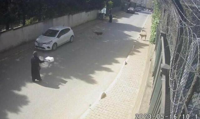 İstanbul'da başıboş sokak köpeği saldırısı: Kadınlar canlarını zor kurtardı