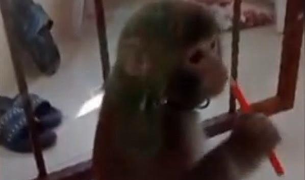 İstanbul&#039;da sahibinden kaçan maymun, 3 kişiye saldırdı