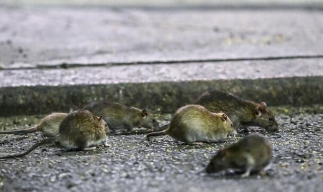 İtalya'da fare alarmı: Romalılardan çok daha fazlalar