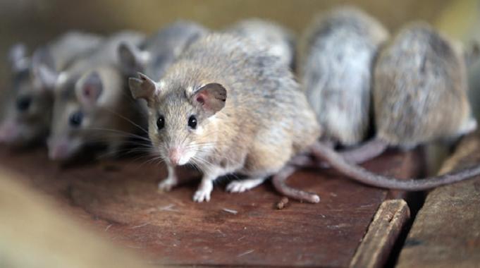 İtalya'da fare alarmı: Romalılardan çok daha fazlalar