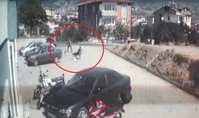 Kastamonu'da sokak köpekleri 6 yaşındaki çocuğa saldırdı